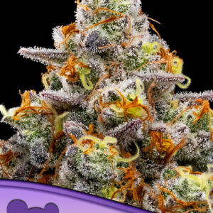 Purple Boost Highness von Anesia Seeds