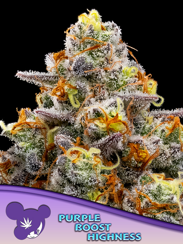 Purple Boost Highness von Anesia Seeds