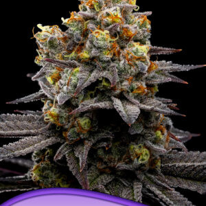 Purple Boost Highness von Anesia Seeds