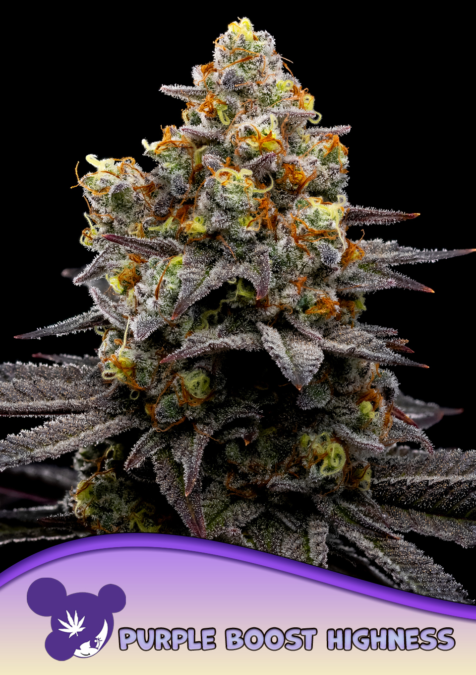Purple Boost Highness von Anesia Seeds