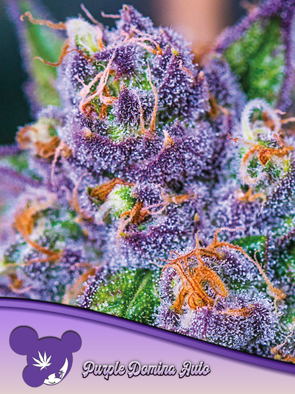 Purple Domina Auto von Anesia Seeds