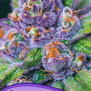 Purple Domina Auto von Anesia Seeds
