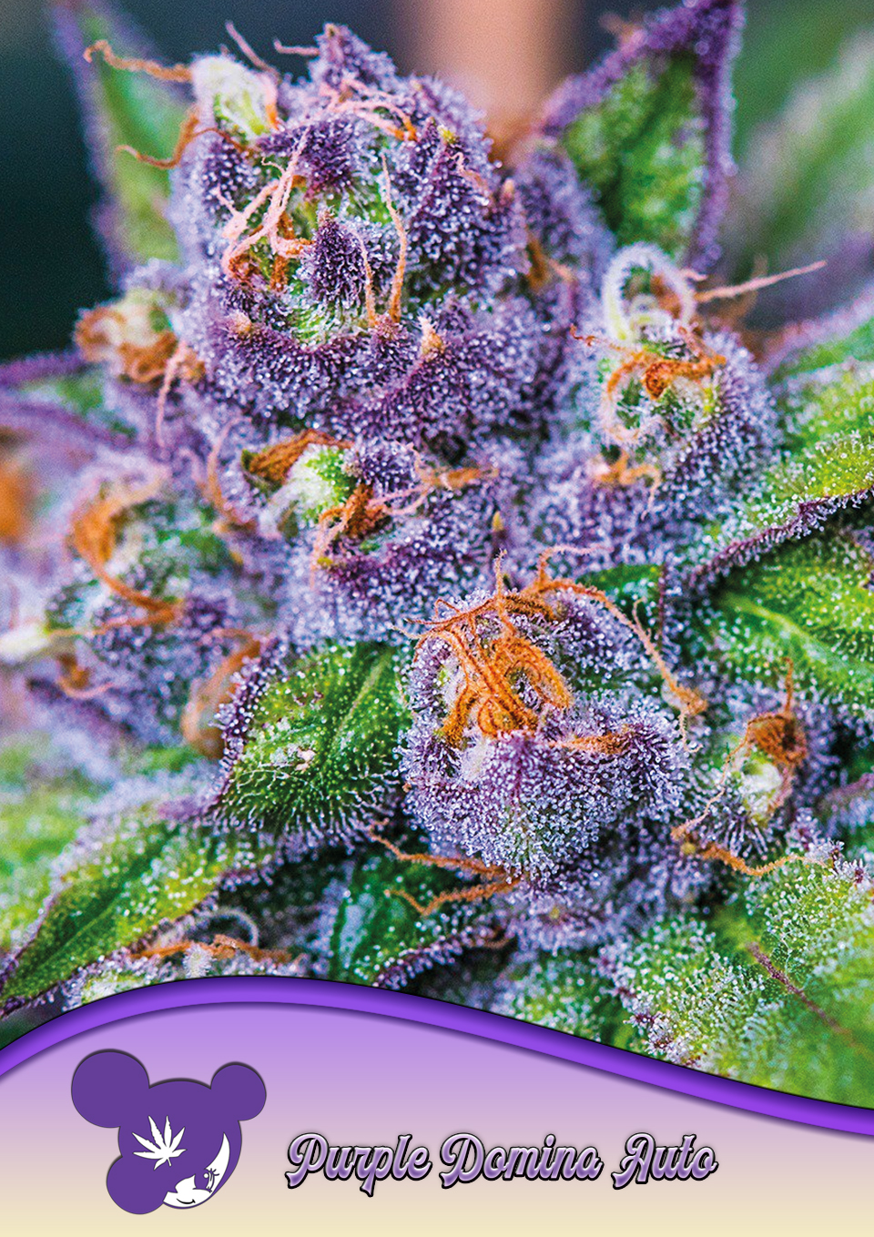 Purple Domina Auto von Anesia Seeds