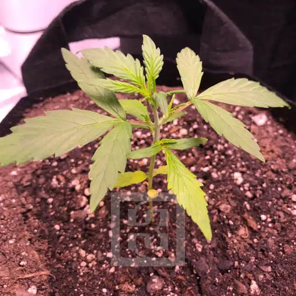 Grizzly Purple Auto Blimburn Seeds