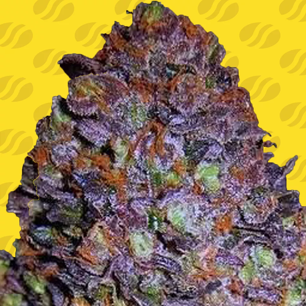 Purple Haze Auto Original Sensible Seeds