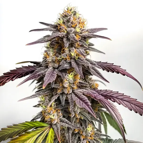 Tijuana Blimburn Seeds