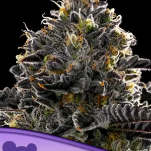 Purple Lobster von Anesia Seeds