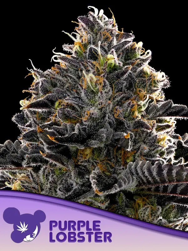 Purple Lobster von Anesia Seeds