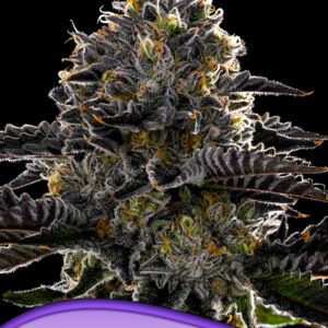 Purple Lobster von Anesia Seeds