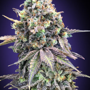 Purple Punch von 00 Seeds