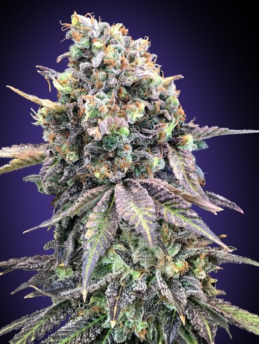 Purple Punch von 00 Seeds