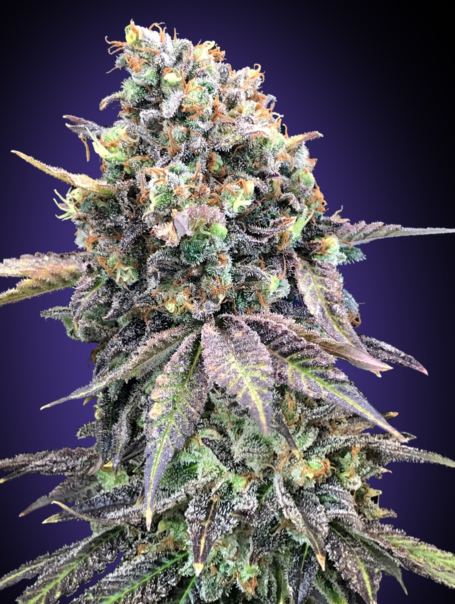 Purple Punch von 00 Seeds