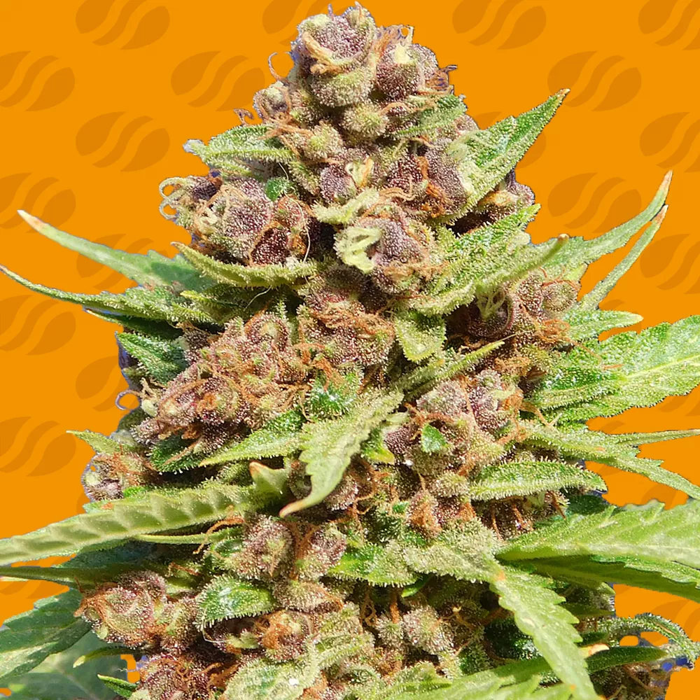 Purple Punch Cookies Original Sensible Seeds