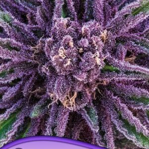 Purple Thai