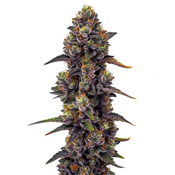 Orka Blimburn Seeds