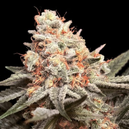 Rainbow Mints von 00 Seeds