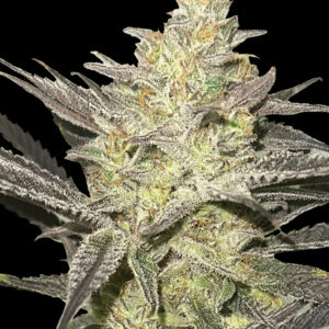 Rainbow Sherbet #11 von Advanced Seeds