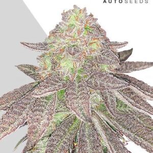 Rainbow Glue Auto von Auto Seeds