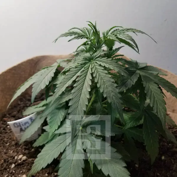 AK Auto Blimburn Seeds