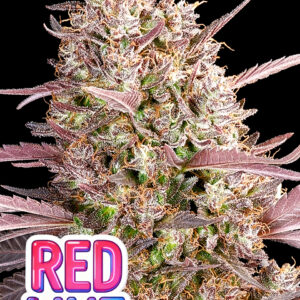 Red Line von Anesia Seeds