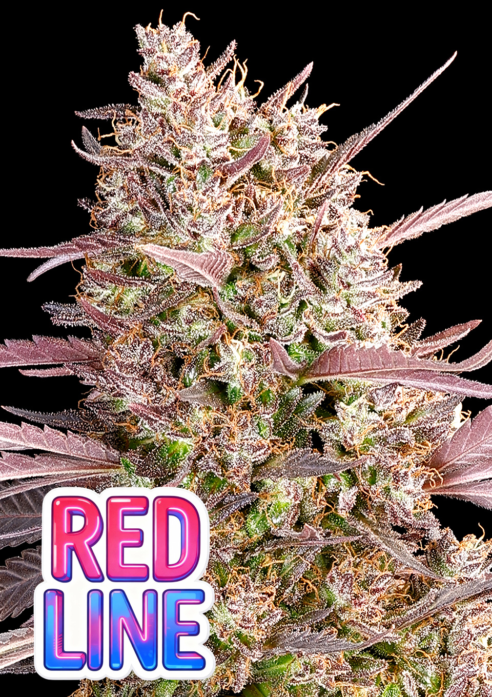 Red Line von Anesia Seeds