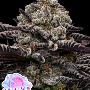 Rose Soda von Anesia Seeds