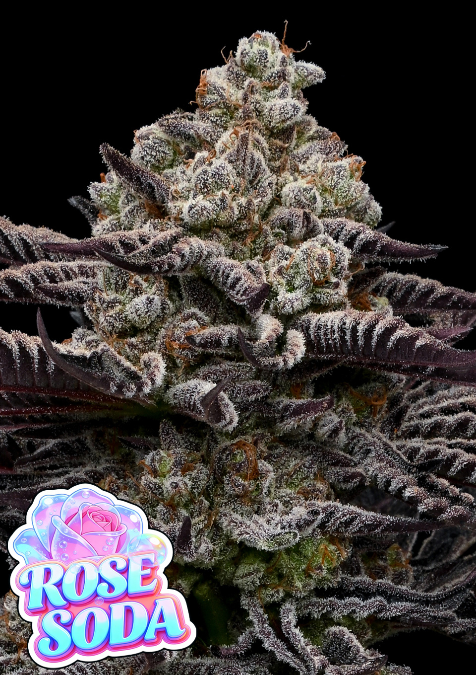 Rose Soda von Anesia Seeds