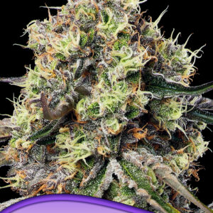 Roswell Code von Anesia Seeds
