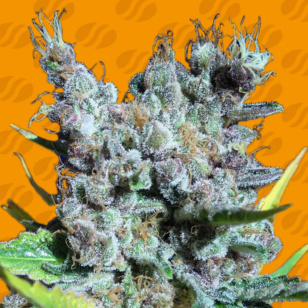Runtz Gum Original Sensible Seeds