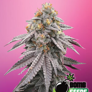 Runtz Bomb von Bomb Seeds