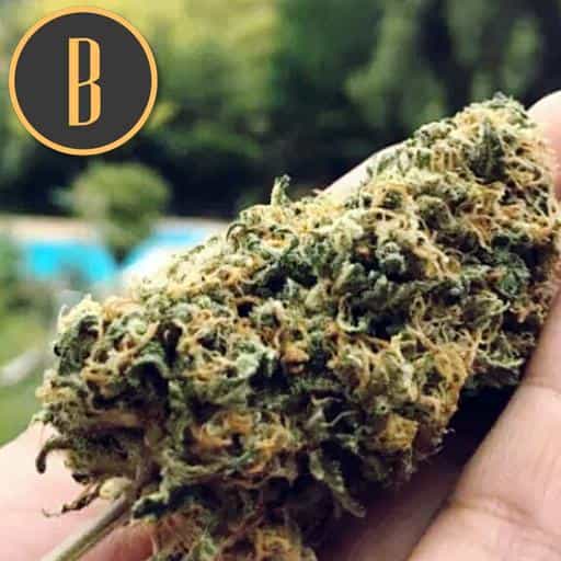 Santa Muerte FBV Blimburn Seeds