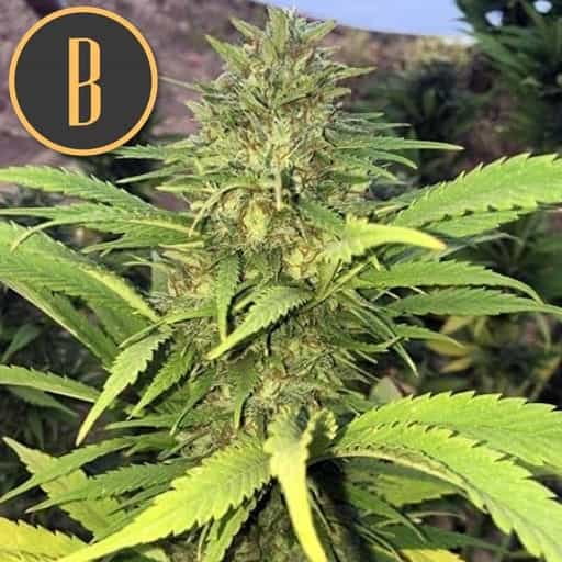 Santa Muerte FBV Blimburn Seeds
