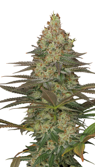 Seriosa Serious Seeds
