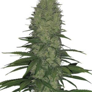 Serious Happiness Serious Seeds