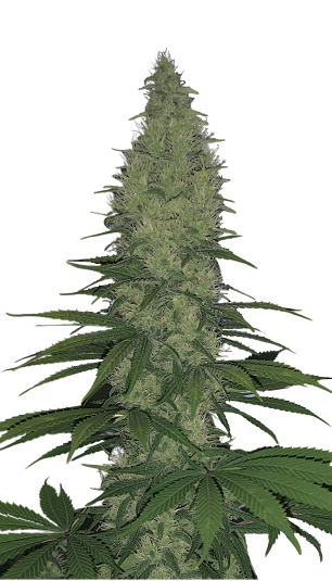 Serious Happiness Serious Seeds