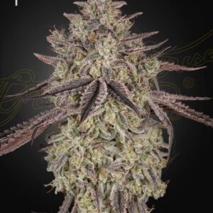Skywalker Auto von Green House Seed Co.