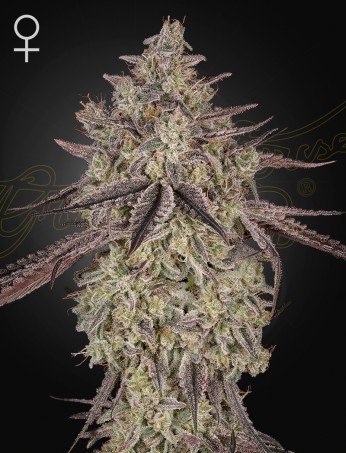 Skywalker Auto von Green House Seed Co.