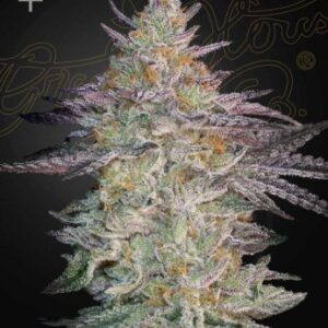 Super Banana Mango von Green House Seed Co.