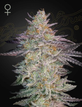 Super Banana Mango von Green House Seed Co.
