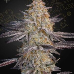 Air Lemon von Green House Seed Co.