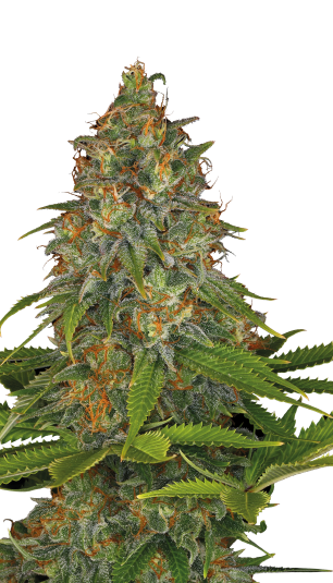 Strawberry AK Serious Seeds
