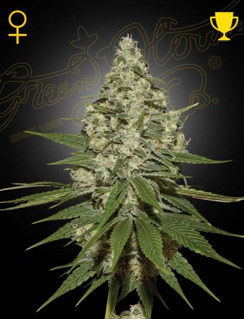 Super Lemon Haze 1 St. Green House Seed Co.