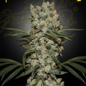 Super Silver Haze von Green House Seed Co.