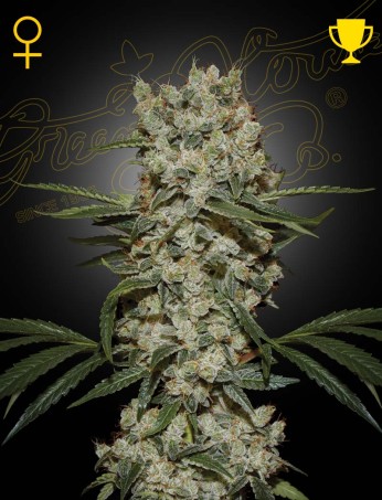 Super Silver Haze 1 St. Green House Seed Co.