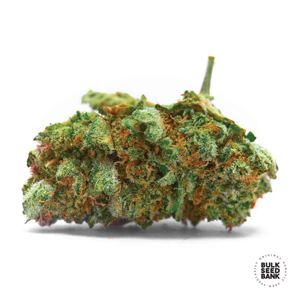 Sensible Star Bulk Seed Bank