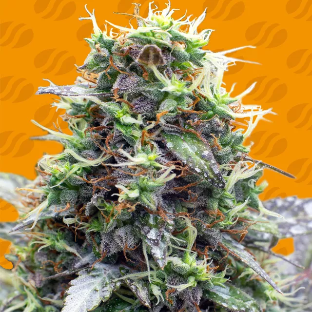 Sherbet Moonrocks Original Sensible Seeds