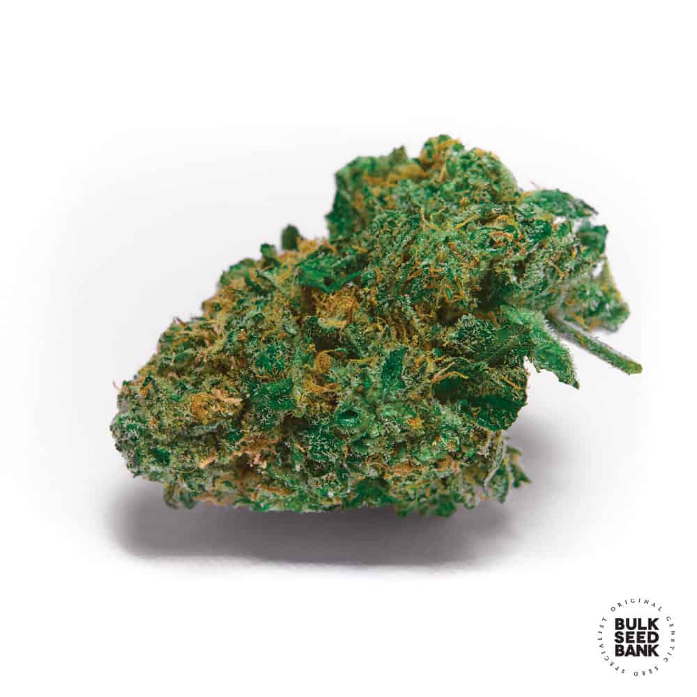Skunk #99 Bulk Seed Bank