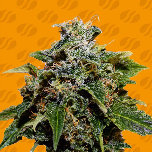Skunk Original Sensible Seeds
