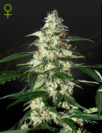 Skunk Auto von Green House Seed Co.