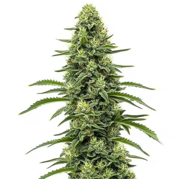 Silver Surfer Haze Blimburn Seeds